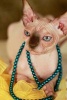 Styling Hairless Sphynx Kitty Wearing a Necklace Journal - 150 Page Lined Notebook/Diary (Paperback) - Cs Creations Photo