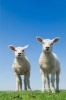 Say Hello to the Little Lambs Journal - 150 Page Lined Notebook/Diary (Paperback) - Cool Image Photo