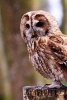 Boobook Owl Perched on a Post - Blank 150 Page Lined Journal for Your Thoughts, Ideas, and Inspiration (Paperback) - Unique Journal Photo