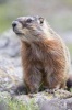 Marmot in the Alpine Valley Journal - 150 Page Lined Notebook/Diary (Paperback) - Cool Image Photo