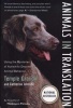 Animals In Translation - Using The Mysteries Of Autism To Decode Animal Behavior (Paperback, 1st Harvest ed) - Temple Grandin Photo