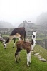 Llamas at Machu Picchu Peru South America Journal - 150 Page Lined Notebook/Diary (Paperback) - Cs Creations Photo