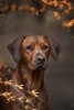 Rhodesian Ridgeback Dog Portrait Journal - 150 Page Lined Notebook/Diary (Paperback) - Cs Creations Photo