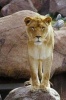 Lioness Checking You Out Journal - 150 Page Lined Notebook/Diary (Paperback) - Cool Image Photo