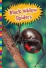 Black Widow Spiders (Hardcover) - Elizabeth Raum Photo