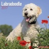 Labradoodle Calendar 2017 (Paperback) - Avonside Publishing Ltd Photo