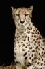 Beautiful Cheetah Journal - 150 Page Lined Notebook/Diary (Paperback) - Cool Image Photo