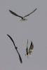 Three Caspian Terns Fighting in the Air Bird Journal - 150 Page Lined Notebook/Diary (Paperback) - Cool Image Photo