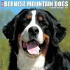 Just Bernese Mountain Dog (Calendar) - Willow Creek Press Photo