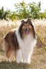 An Ever So Sweet Rough Collie Dog Journal - 150 Page Lined Notebook/Diary (Paperback) - Benton Press Photo