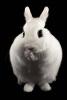 Dwarf Hotot Rabbit Journal - 150 Page Lined Notebook/Diary (Paperback) - Cool Image Photo