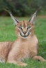 Caracal Desert Lynx Wild Cat Journal - 150 Page Lined Notebook/Diary (Paperback) - Cs Creations Photo