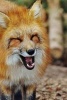 A Cute Red Fox and He Is Laughing at You - Blank 150 Page Lined Journal for Your Thoughts, Ideas, and Inspiration (Paperback) - Unique Journal Photo