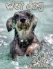 Wet Dog 2017 Wall Calendar (Paperback) - Wet Dog Works Photo