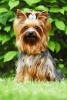 Adorable Little Yorkshire Terrier with a Blue Bow Dog Journal - 150 Page Lined Notebook/Diary (Paperback) - Cs Creations Photo