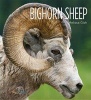 Bighorn Sheep (Paperback) - Melissa Gish Photo