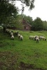 A Flock of Sheep on a Hill in Norway - Blank 150 Page Lined Journal for Your Thoughts, Ideas, and Inspiration (Paperback) - Unique Journal Photo