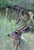 A Mule Deer with Antlers in Utah - Blank 150 Page Lined Journal for Your Thoughts, Ideas, and Inspiration (Paperback) - Unique Journal Photo