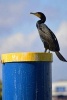 Portrait of a Double Crested Cormorant Bird Journal - 150 Page Lined Notebook/Diary (Paperback) - Cs Creations Photo