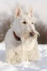 Cutest White Scottish Terrier (Scotty) Dog Journal - 150 Page Lined Notebook/Diary (Paperback) - Cs Creations Photo