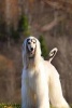 Gorgeous White Afghan Hound Dog Journal - 150 Page Lined Notebook/Diary (Paperback) - Cs Creations Photo