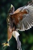 Yellow Billed Kite Taking Flight in the Field - African American Civil War Soldier Monument in Boston (Paperback) - Unique Journal Photo