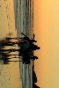 Riding Horses at Sunset on the Oregon Coast - Blank 150 Page Lined Journal for Your Thoughts, Ideas, and Inspiration (Paperback) - Unique Journal Photo