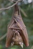 Franquet's Epauletted Fruit Bat (Epomops Franqueti) Journal - 150 Page Lined Notebook/Diary (Paperback) - Cool Image Photo