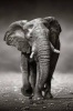 The Elephant Approaches Journal - 150 Page Lined Notebook/Diary (Paperback) - Cool Image Photo