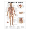 The Lymphatic System Anatomical Chart (Wallchart) - Anatomical Chart Company Photo