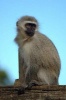 A Vervet Monkey (Chlorocebus Pygerythrus) in a Game Park in South Africa Journal - 150 Page Lined Notebook/Diary (Paperback) - Cs Creations Photo