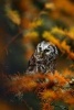 Small Boreal Owl in the Orange Forest Journal - 150 Page Lined Notebook/Diary (Paperback) - Cool Image Photo