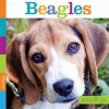 Beagles (Paperback) - Kate Riggs Photo