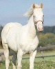 American Albino Horse -  Horse Journal/Notebook/Diary (Paperback) - Artified Pets Photo