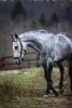 Lovely Gray Horse Journal - 150 Page Lined Notebook/Diary (Paperback) - Cs Creations Photo