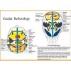 Cranial Reflexology (Poster) - Jan Baarle Photo