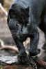 Black Leopard on the Prowl Journal - 150 Page Lined Notebook/Diary (Paperback) - Cs Creations Photo