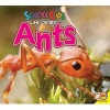 Ants (Paperback) - Katie Gillespie Photo