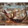 Scorpions (Hardcover) -  Photo