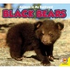 Black Bears with Code (Hardcover) - Pamela McDowell Photo