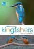 RSPB Spotlight Kingfishers (Paperback) - David Chandler Photo