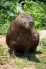 A Skeptical Capybara Sitting on a Riverbank Journal - 150 Page Lined Notebook/Diary (Paperback) - Cs Creations Photo