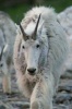 Mountain Goat (Oreamnos Americanus) Journal - 150 Page Lined Notebook/Diary (Paperback) - Cool Image Photo