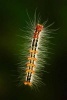 Levitate Caterpillar with Bristles from Sri Lanka Journal - 150 Page Lined Notebook/Diary (Paperback) - Cool Image Photo