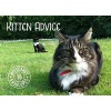 Kitten Advice Notecards (Cards) - Tom Cox Photo