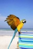 Colorful Blue and Yellow Macaw Parrot on a Deck Chair on a Tropical Beach Journal - 150 Page Lined Notebook/Diary (Paperback) - Cs Journal Photo