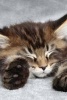 Sleeping Maine Coon Kitten - A Cat Journal: 150 Page Lined Notebook/Diary (Paperback) - Cool Image Photo