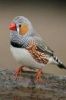 Zebra Finch Bird Journal - 150 Page Lined Notebook/Diary (Paperback) - Cool Image Photo