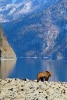 Brown Bear by a Mountain Lake - 150 Page Lined Notebook/Diary (Paperback) - Cs Creations Photo