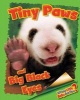 Tiny Paws and Big Black Eyes (Giant Panda) (Hardcover) - Ellen Lawrence Photo